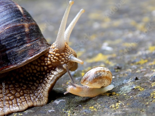 small and big snail on concrete