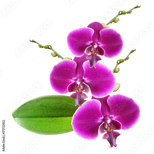 Branch of violet orchids 