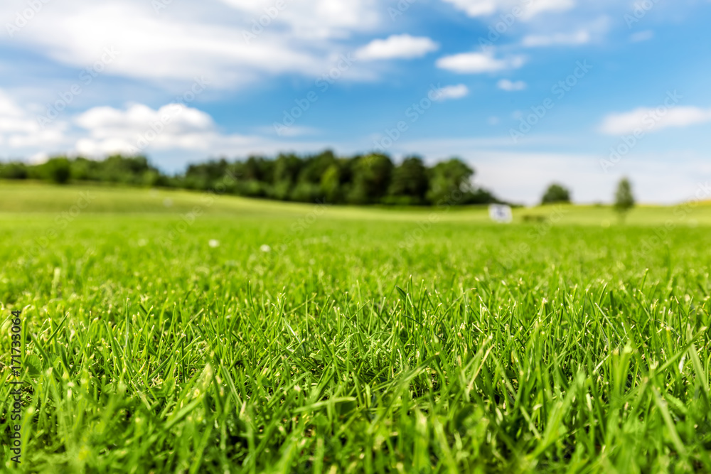 Obraz premium Zielone pole golfowe z błękitnego nieba.
