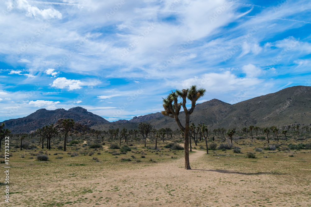 Fototapeta premium Joshua Trees in Joshua Tree National Park, Riverside County and San Bernardino County, California, USA