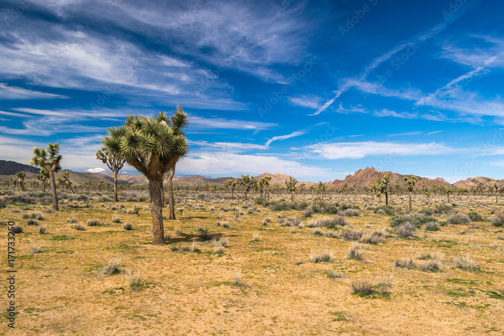 Fototapeta premium Joshua Trees in Joshua Tree National Park, Riverside County and San Bernardino County, California, USA