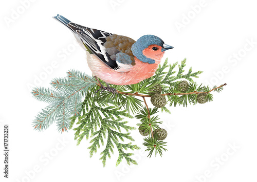 Finch winter composition
