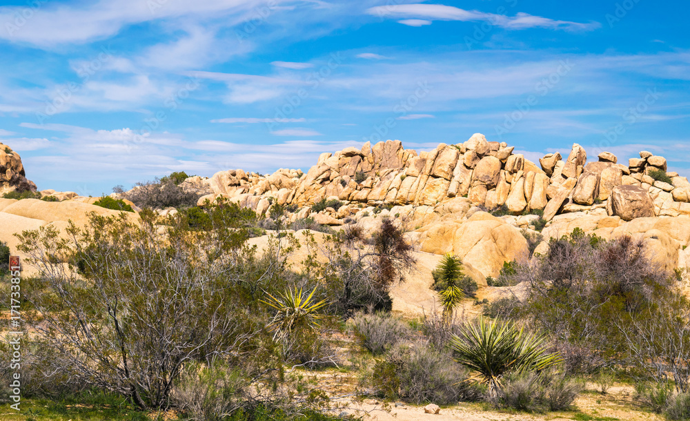 Fototapeta premium Joshua Trees in Joshua Tree National Park, Riverside County and San Bernardino County, California, USA