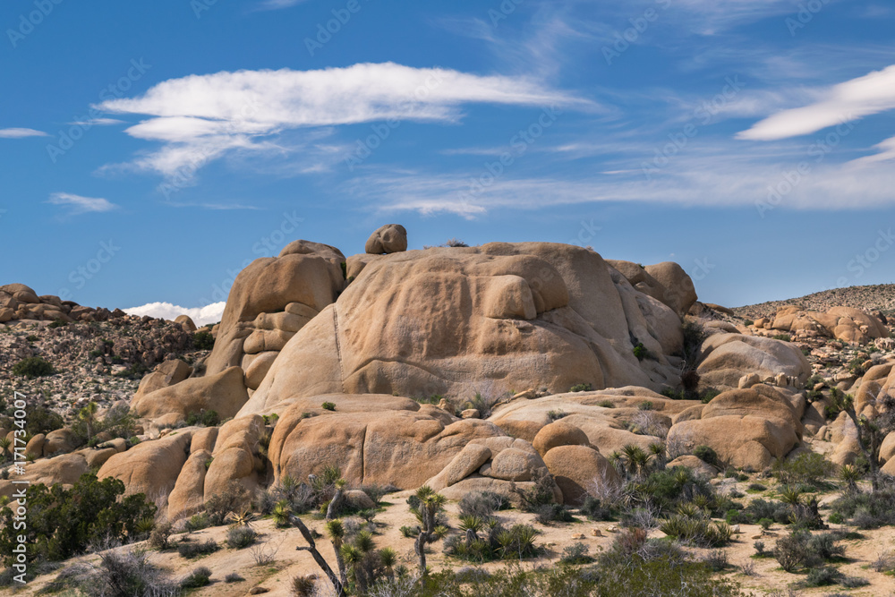 Joshua Trees in Joshua Tree National Park, Riverside County and San Bernardino County, California, USA Joshua Trees in Joshua Tree National Park, Riverside County and San Bernardino County, California, USA