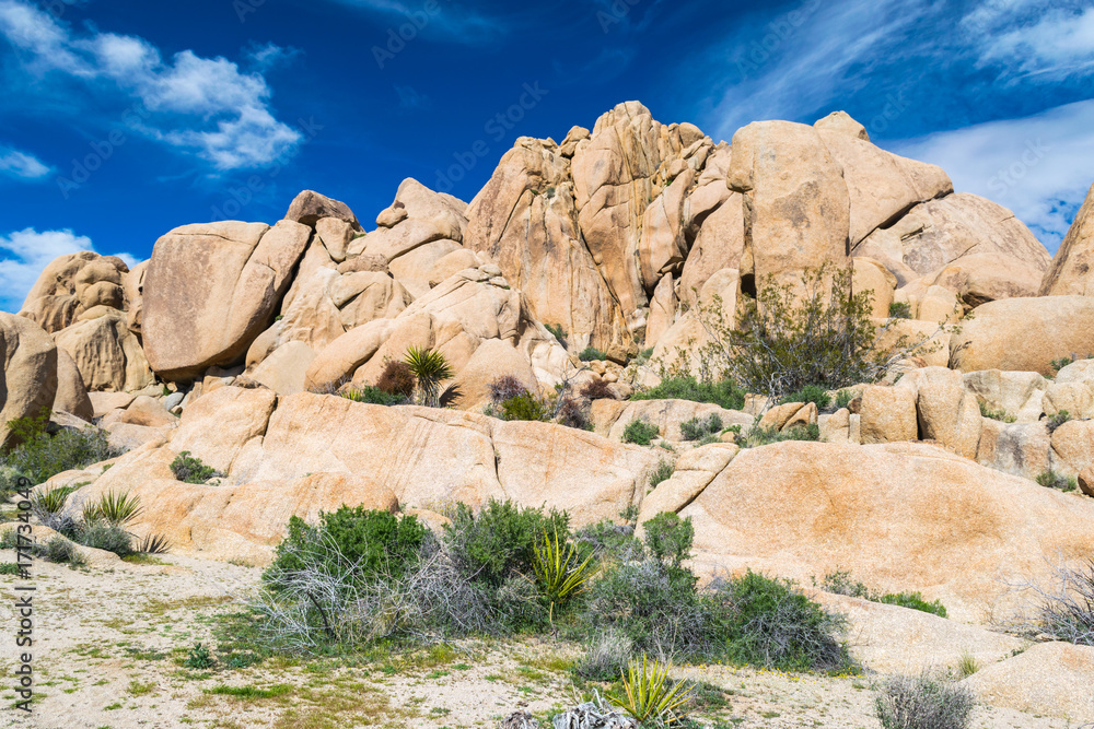 Joshua Trees in Joshua Tree National Park, Riverside County and San Bernardino County, California, USA Joshua Trees in Joshua Tree National Park, Riverside County and San Bernardino County, California, USA