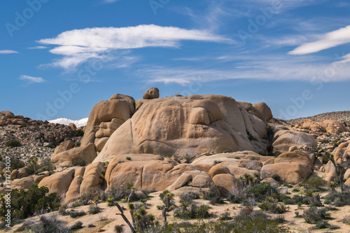 Joshua Trees in Joshua Tree National Park, Riverside County and San Bernardino County, California, USA