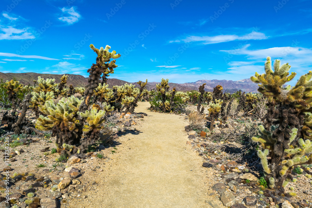 Joshua Trees in Joshua Tree National Park, Riverside County and San Bernardino County, California, USA Joshua Trees in Joshua Tree National Park, Riverside County and San Bernardino County, California, USA