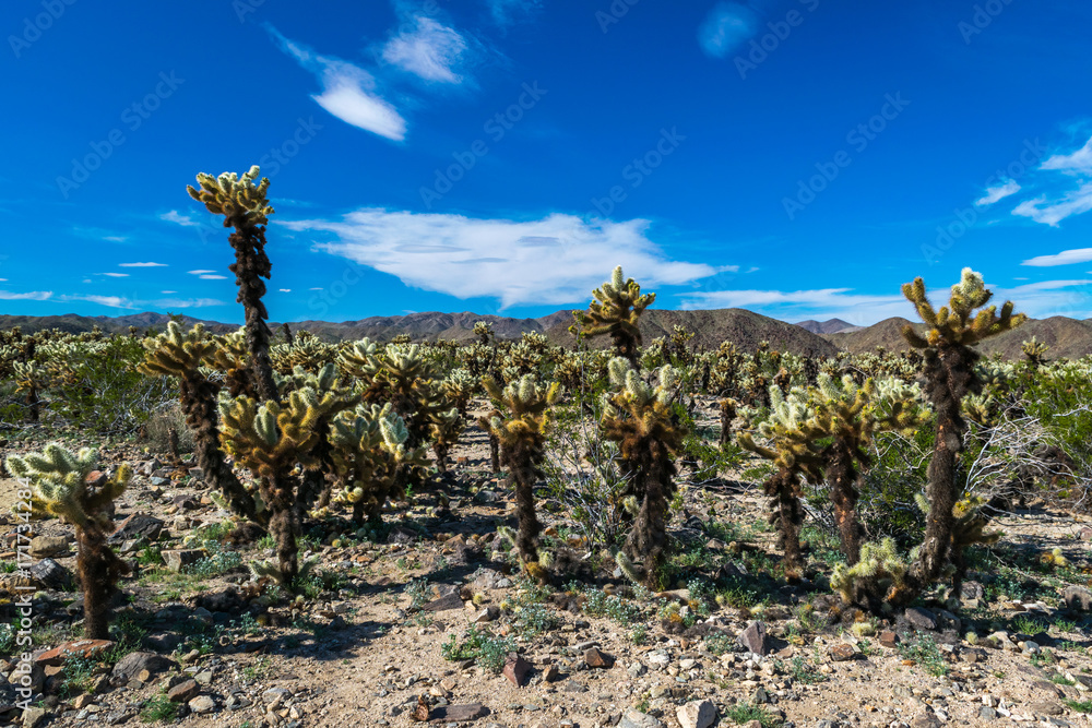 Joshua Trees in Joshua Tree National Park, Riverside County and San Bernardino County, California, USA Joshua Trees in Joshua Tree National Park, Riverside County and San Bernardino County, California, USA