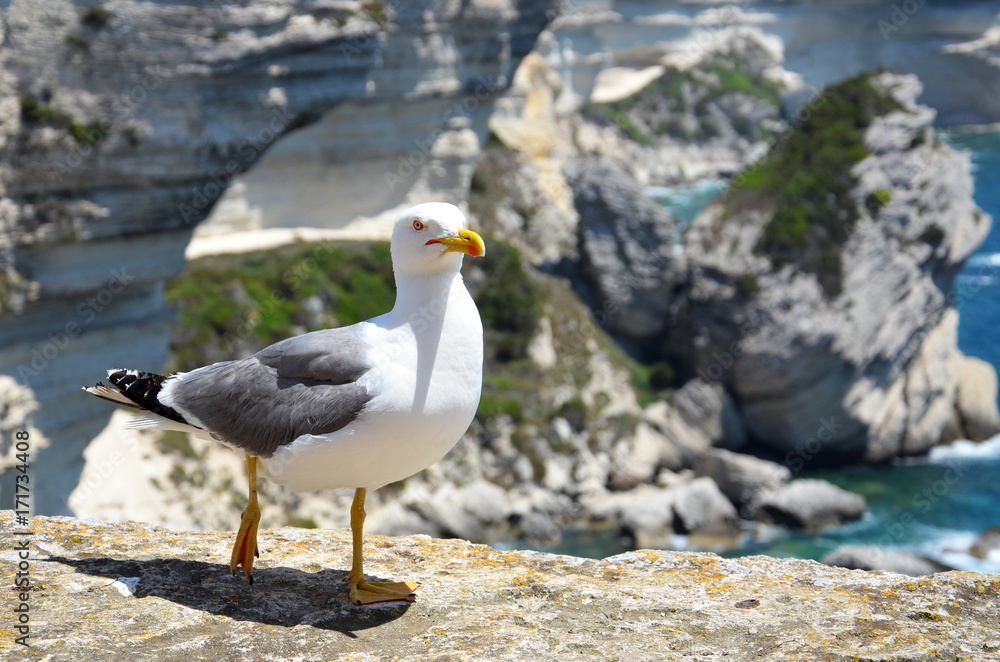 Obraz premium Hungry corsican gull