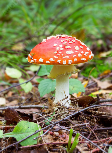 fly agaric bright red, poisonous mushroom