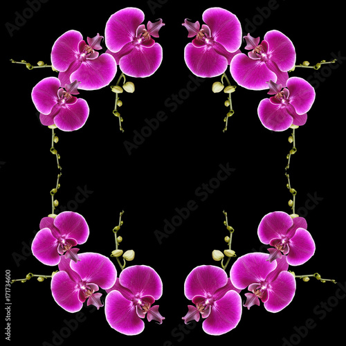 Beautiful pattern of purple orchids 