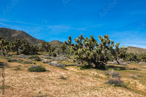 Joshua Trees in Joshua Tree National Park, Riverside County and San Bernardino County, California, USA photo