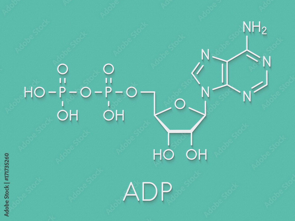 Adp Molekyl