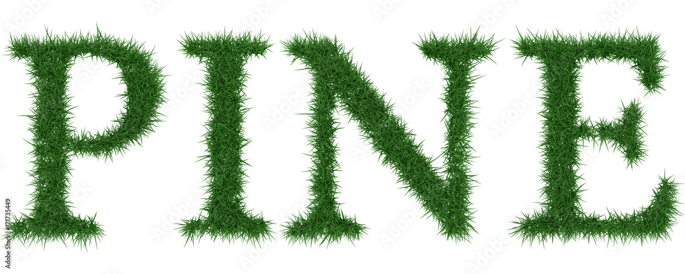 Pine - 3D rendering fresh Grass letters isolated on whhite background. Pine - 3D rendering fresh Grass letters isolated on whhite background.