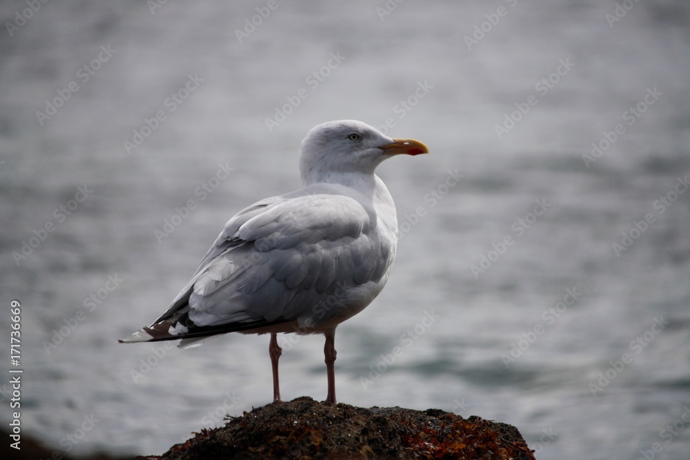 Mouette