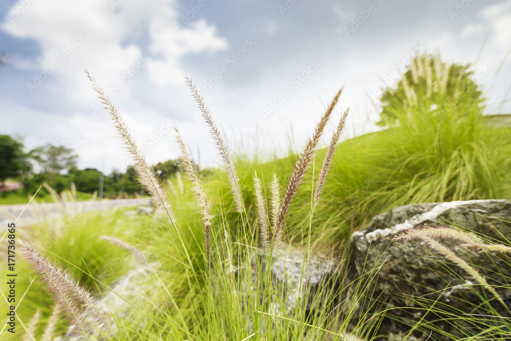 Fototapeta premium Grass flower in the garden