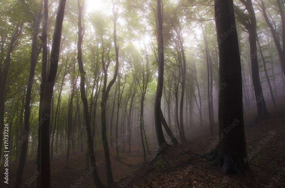 Fototapeta premium fantasy forest background