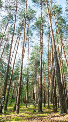 Summer landscape in a pine forest. Wild place.