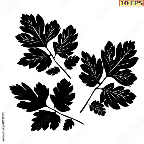 Leaf. Vector icon of parsley.  Black icons parsley leaves on a white background. Green vegetables. Beautiful icon in flat style. Vector illustration decorates the page design or web site.