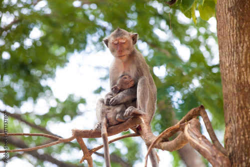 Monkey family   mother and her baby sit on the tree. Good beautiful illustration for nature and tropical topic or article - 2. 