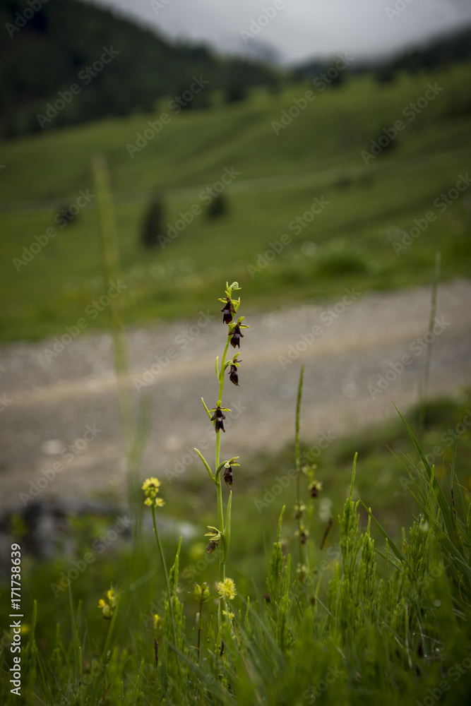 Orchideen, Alpen, Wasserfall, Natur, Insekten, Salamander, Blumen, Blüten Orchideen, Alpen, Wasserfall, Natur, Insekten, Salamander, Blumen, Blüten