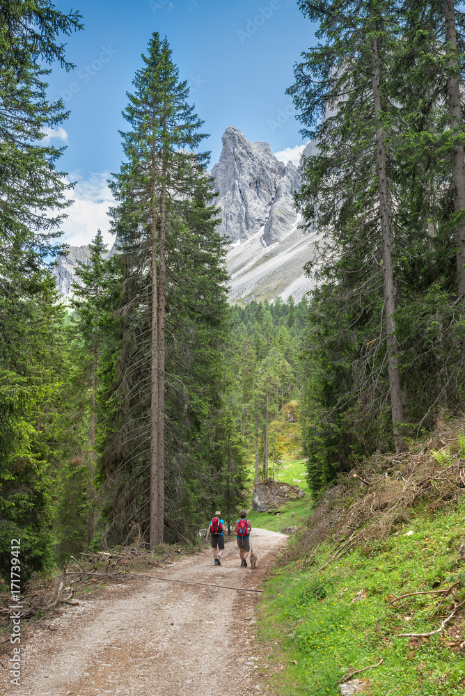 Hikers with dog walk along a forest pathway in the Dolomites