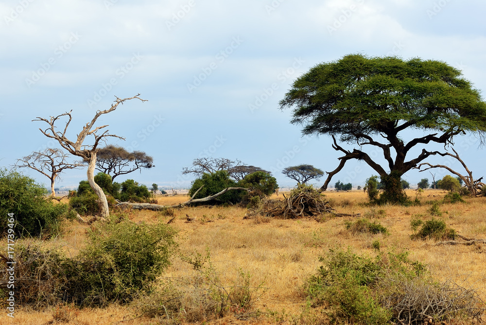 Kenya, Amboseli park, Africa