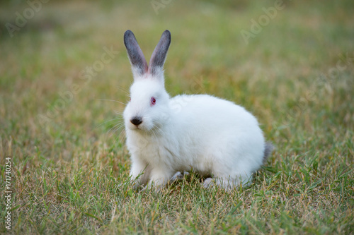 Scared tiny fluffy white rabbit with red eyes and black nose, on green grass background