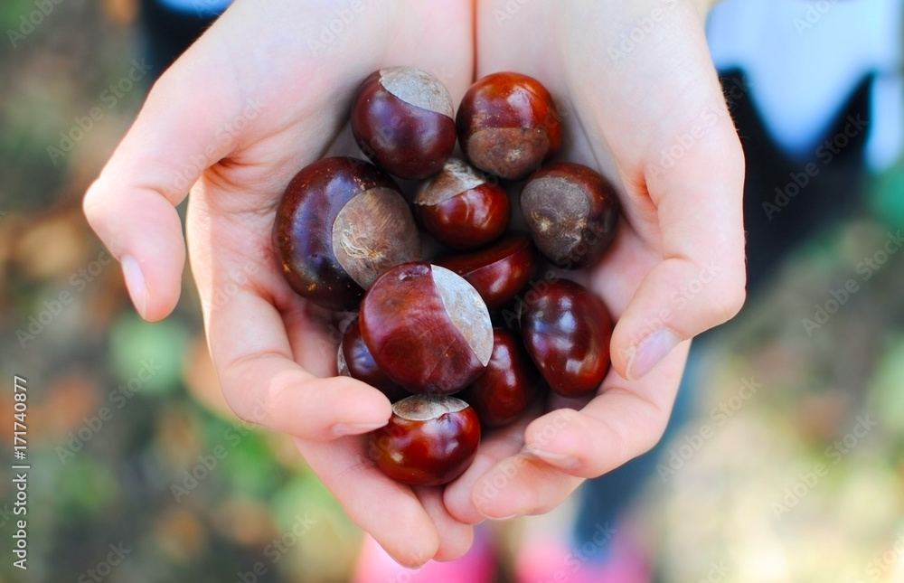 Closeup of girl's hands with chestnuts, concept of fall time. Selective focus. Closeup of girl's hands with chestnuts, concept of fall time. Selective focus.
