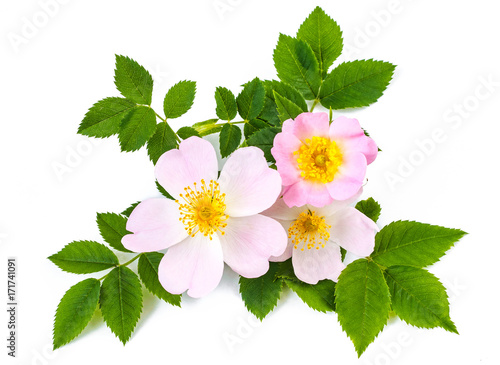 Pink wild roses or dog roses flowers with green leaves. On white background
