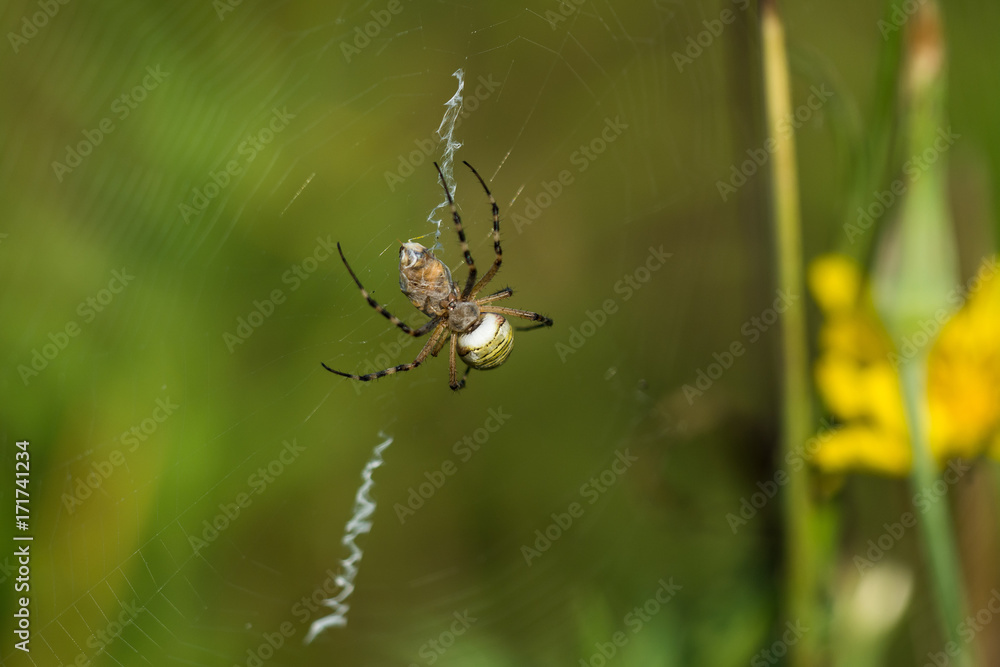 Macro photo of spider hunted his prey