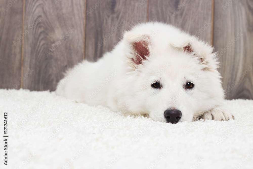 Fototapeta premium Berger Blanc Suisse puppy fluffy carpet