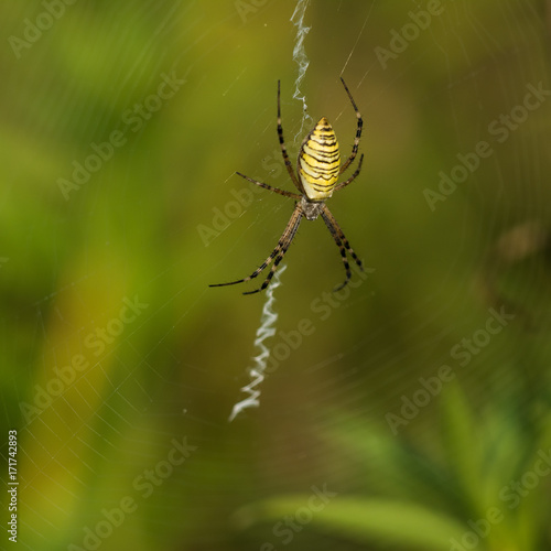 Macro photo of spider in his natural environment in summer morning