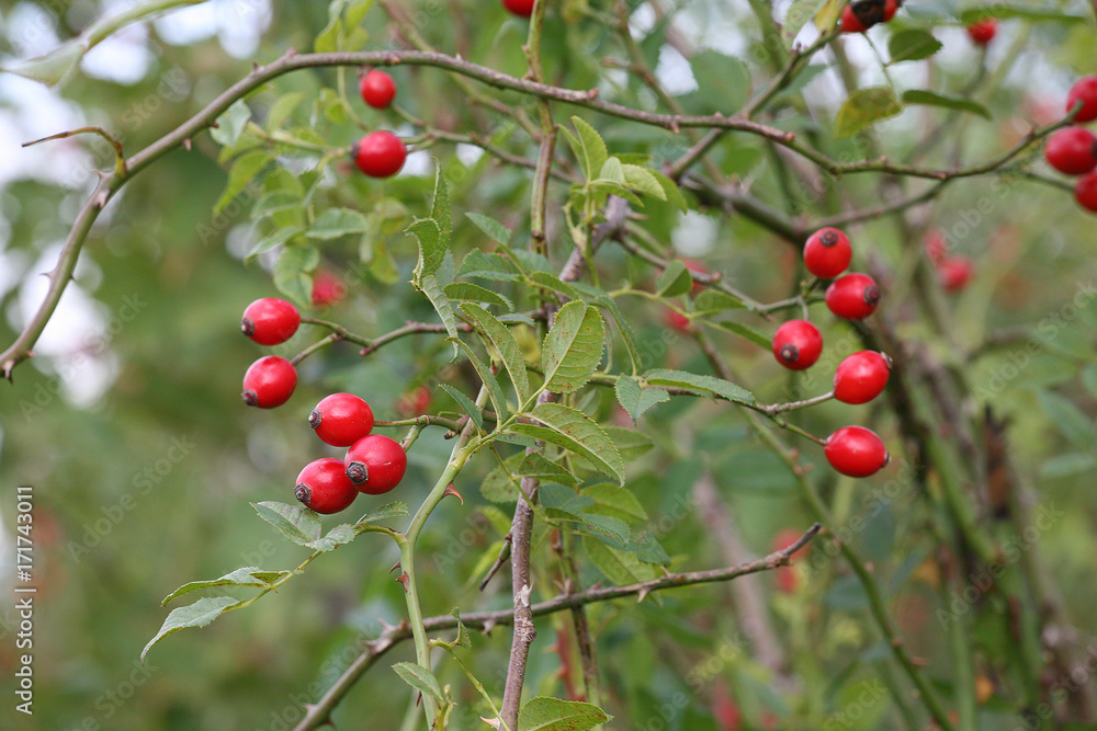 rose hips rose hips