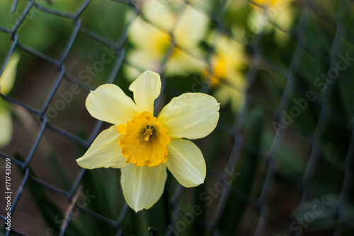 Fototapeta Naklejka Na Ścianę i Meble -  yellow daffodils in the garden