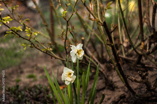 Fototapeta Naklejka Na Ścianę i Meble -  yellow daffodils in the garden