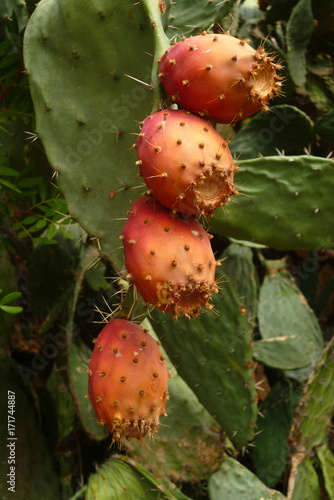 Kaktusfeige mit vier reifen Früchten, Sardinien