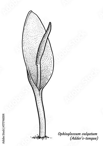 Adder’s-tongue fern illustration, drawing, engraving, ink, line art, vector photo