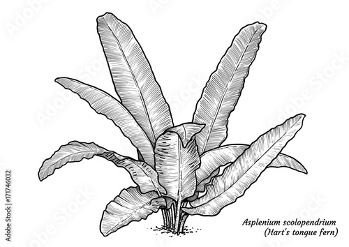 Hart’s tongue fern illustration, drawing, engraving, ink, line art, vector