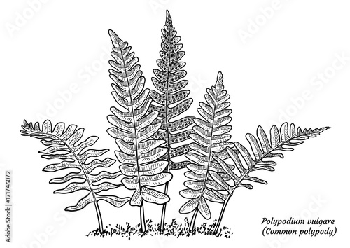 Common polypody fern illustration, drawing, engraving, ink, line art, vector