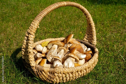 Wicker basket full of freshly picked Penny Bun mushrooms (aka Porcini or Cep) standing on bright green grass in sunlight. 