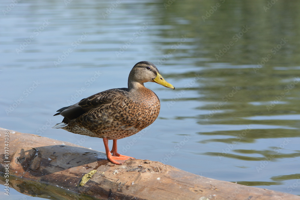 Duck standing on a tree log by the river
