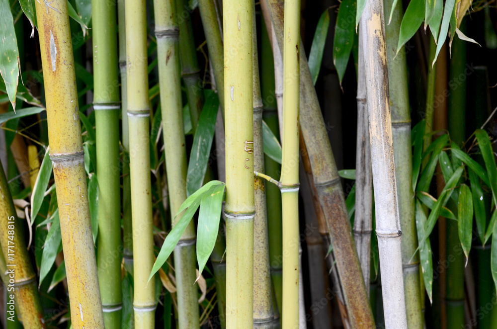 Fototapeta premium Babmus