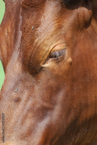 Cattle Close up
