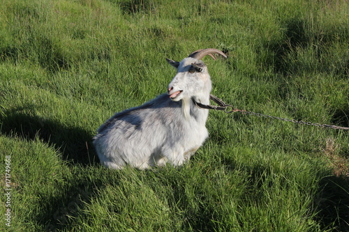 Tethered goat grazing in the meadow 30870