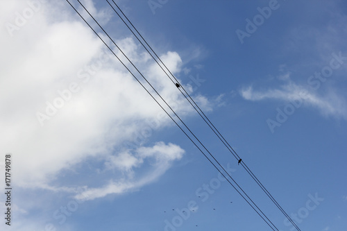 Birds sit on electric wires 30739
