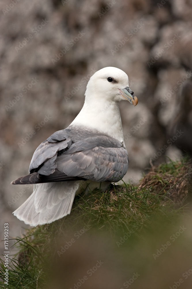 northern fulmar, fulmarus glacialis, Faroe island northern fulmar, fulmarus glacialis, Faroe island