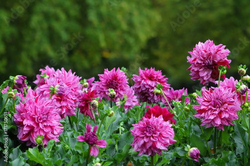 Fototapeta Naklejka Na Ścianę i Meble -  Dahlie - Dahlia - Decortivdahlie - Sorte Alpen Pauline