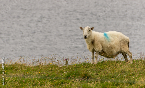 Fototapeta Naklejka Na Ścianę i Meble -  Schaf in Schottland