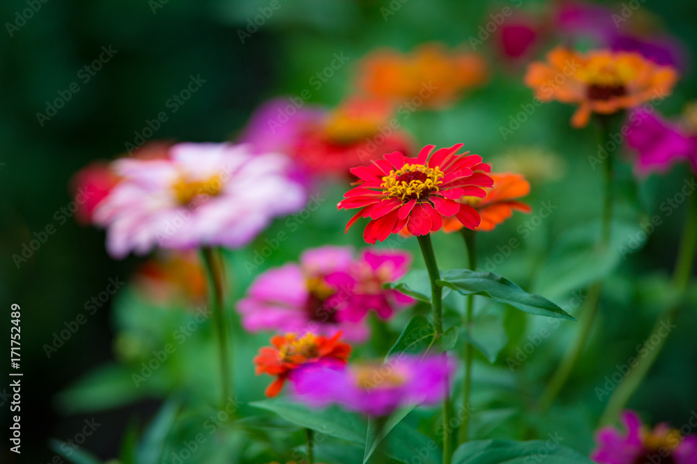 Red zinnia flower, on blurry nature background Red zinnia flower, on blurry nature background